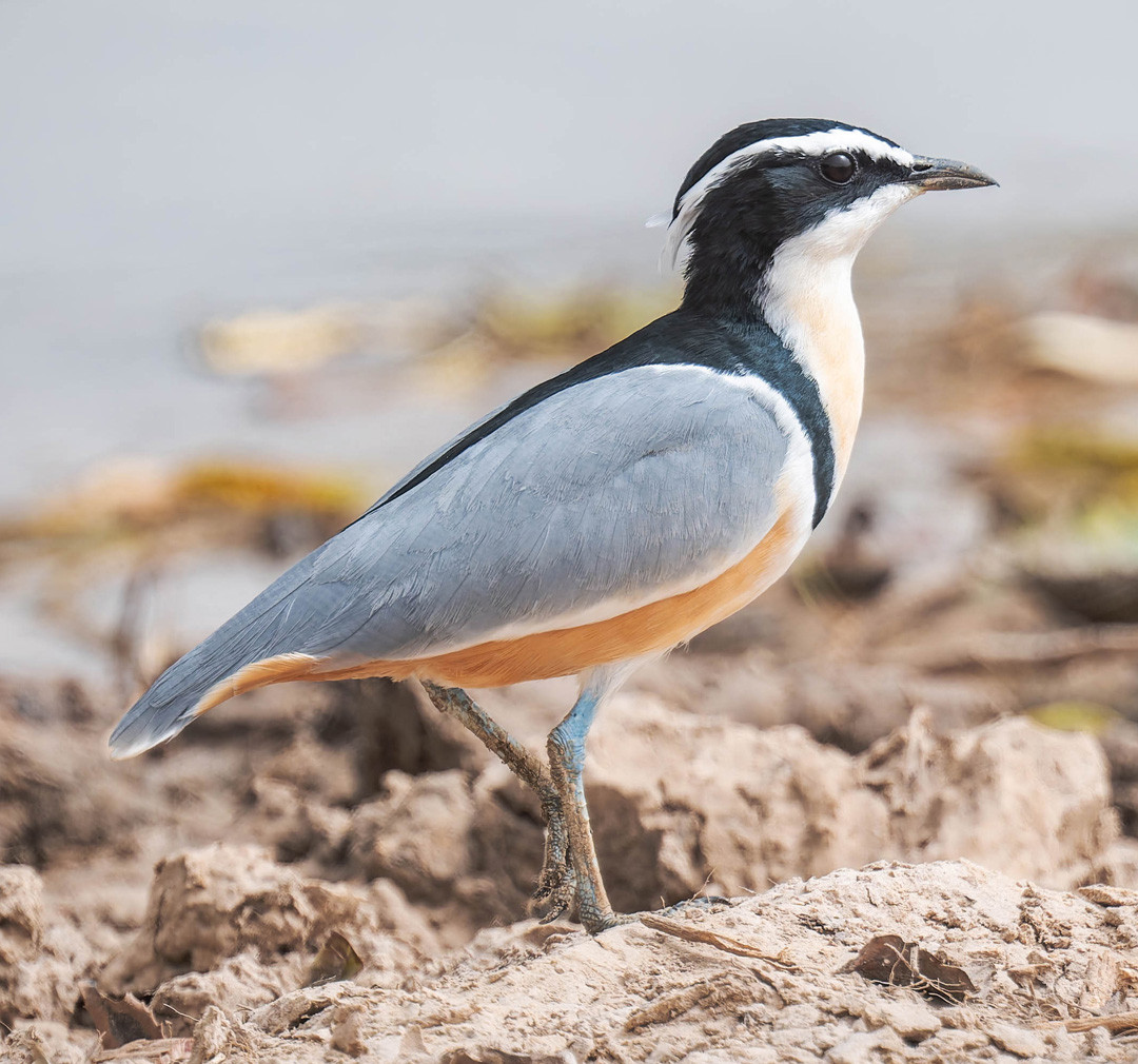 image Egyptian Plover